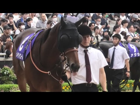 【スプリンターズS2023】優等生ウォークからのう〇ちするメイケイエール、その後ペロペロして馬主陣にご挨拶