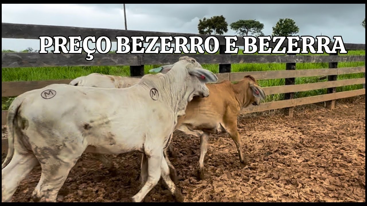 ⚠️ Preço do bezerro e Bezerra? Primeira compra 2024
