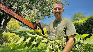 RYOBI ONE+ 18V 22 in. Cordless Battery Hedge Trimmer | Ryobi Product Review