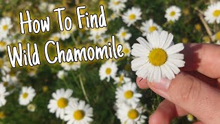 Wild Chamomile - Finding Herbs In Nature 🌸