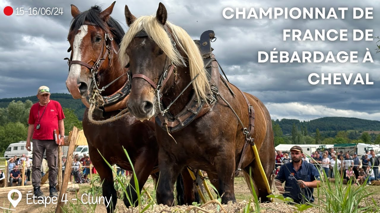 Championnat de France de débardage à cheval  thumbnail