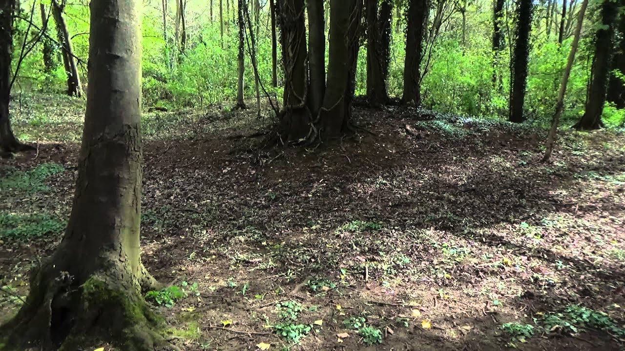 Identifying Dangerous Trees