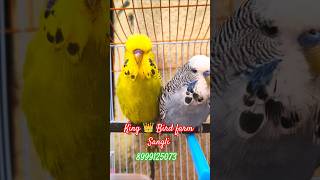 Download lagu Show Bajri#birds#trending #viralvideo#instagram#shortvideo#shorts#short#shortsfeed#trending#trending mp3