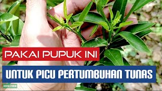Download lagu Cara pemupukan jeruk Santang Madu untuk memicu pertumbuhan tunas mp3