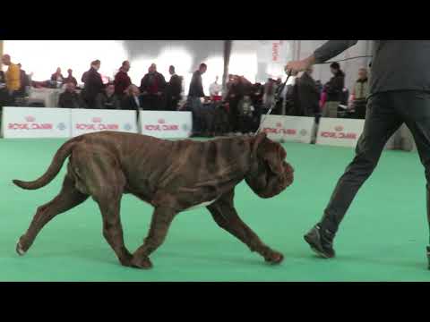 Enci Winner Verona    2019, Raduno Mastino Napoletano