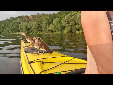 Entenbesuch auf dem Lettmann Kajak