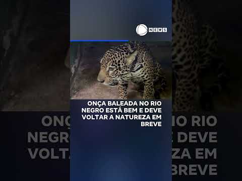 Onça baleada no Rio Negro está bem e deve voltar a natureza em breve 📲 #RecordNews #Shorts