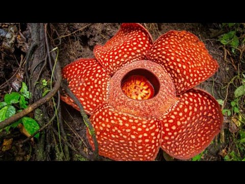 Most Unique Flowers in the World | Most Rare Flowers on Earth | Naeem Factory