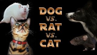 Dog vs. Rat vs. Cat: A Trick Contest