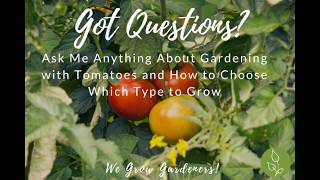 Tomato Triumph: Expert Answers for Your Best Harvest Yet! 🍅#tomatotips #tomatogarden #tomatotuesday