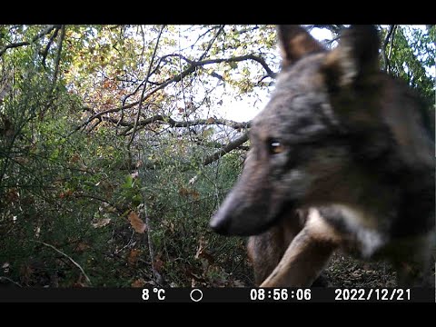 Lupo appenninico - Poggio, Ancona
