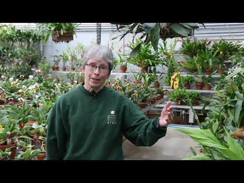 , title : 'Spotlight Series: Orchid Greenhouses with Babs Wagner
