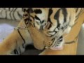 Самое милое существо:)тигр моется 