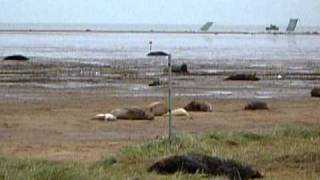 GREY SEALS ON THE LINCOLNSHIRE COAST, ENGLAND.3 PART