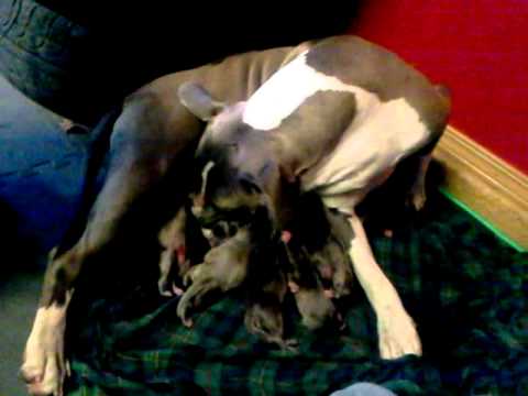 Blue nose giving birth to puppies