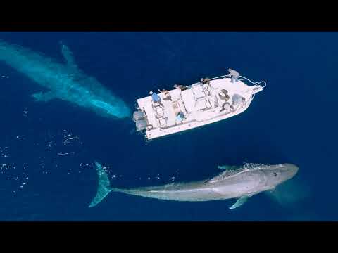Five Amazing Drone Shots of Whales in 4k UHD (Ep.1)