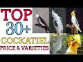 Top 30 Cockatiel Bird Price & Varieties (750 rs to 15,000 rs) / Pets At