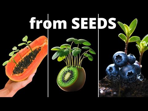 I Grew 12 Plants From Seed to Make this TIMELAPSE Compilation!