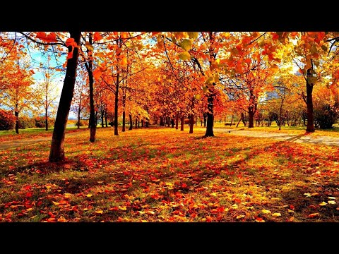 Vokalni Kvartet Predraga Ivanovica: Jedno Popodne An (Autumn) Afternoon