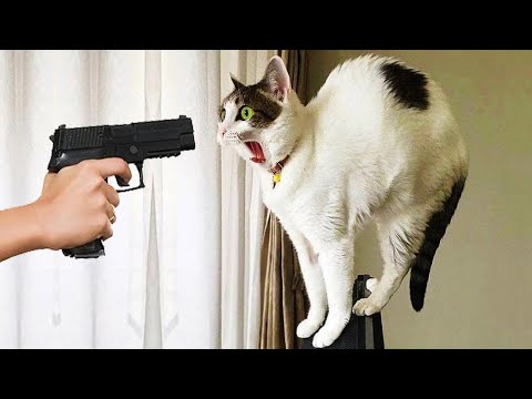 Essayer de ne pas rire meilleurs chiens et chats drôles partie 30