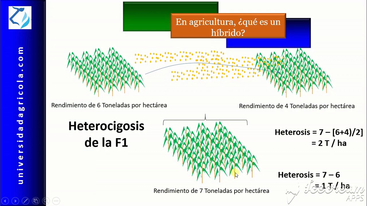 En agricultura, ¿qué es un híbrido