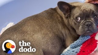 Couple Rescues A Pregnant Frenchie | The Dodo