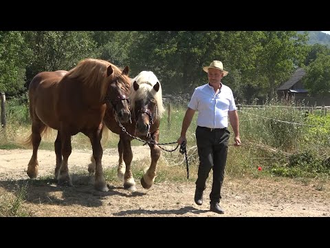 Caii familiei Berian de la Romosel, Hunedoara - 2022 Partea I