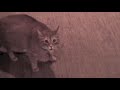 Evil Cat Meowing Aggressively Then ATTACKS
