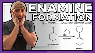 Enamine Formation (Forward and Reverse Directions)