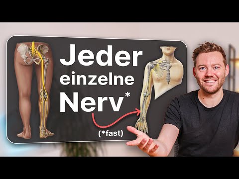 Jeder Nerv im menschlichen Körper. (Peripheres Nervensystem, Hirnnerven, Plexus brachialis ...)