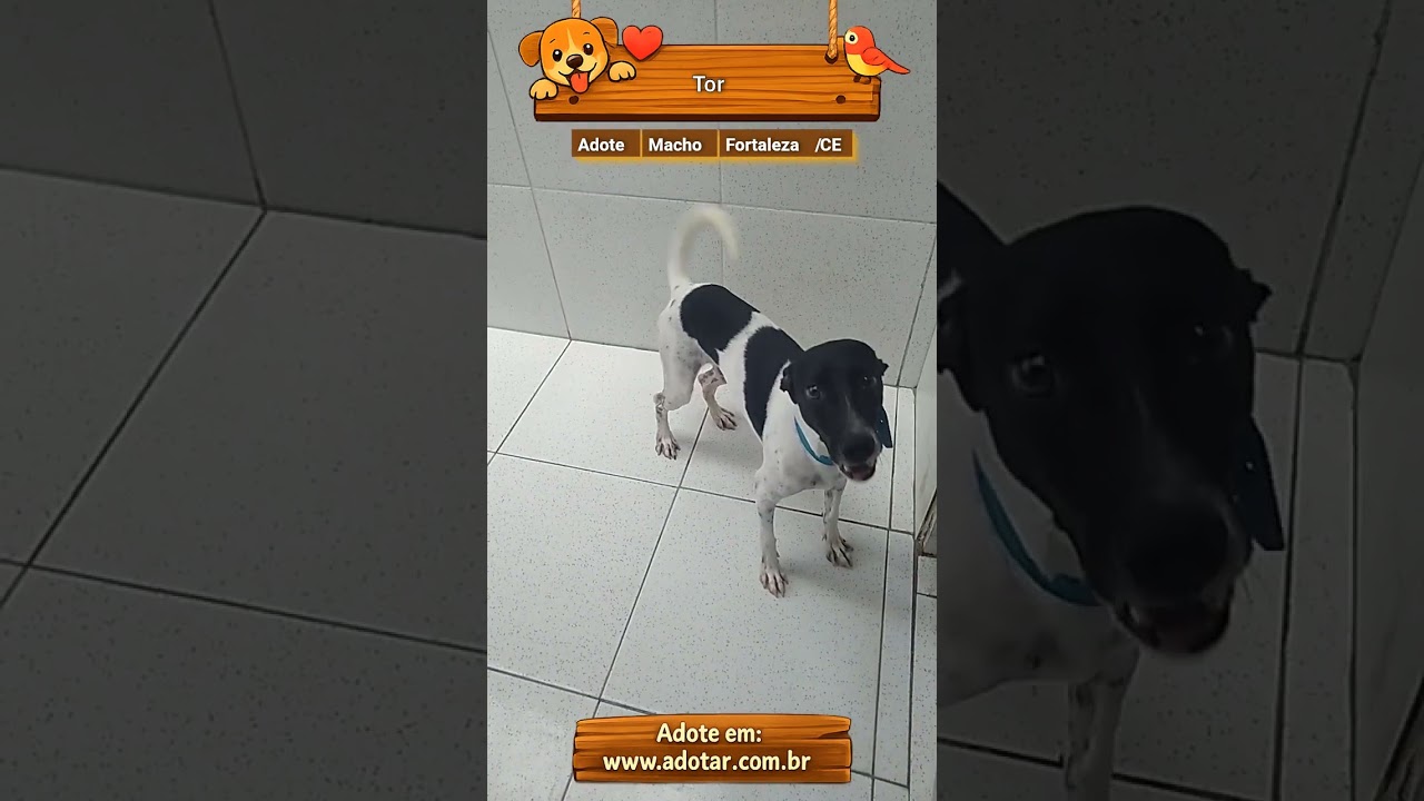 Cachorro raça SRD-ViraLata idade 1 ano nome Tor 