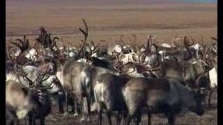 TUNDRA trailer