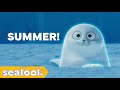 How the Cool Seals Deal with Summer🧊ㅣSEALOOKㅣEpisodes Compilation