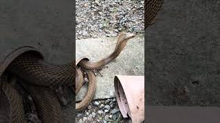 Cobra sa boysen