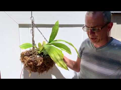 How I care for my Gongora atropurpurea