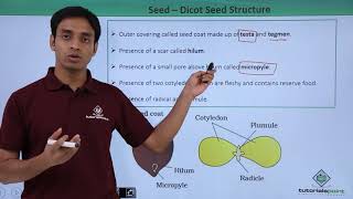 Class 11th – Seed – Dicot Seed Structure | Morphology of Flowering Plants | Tutorials Point