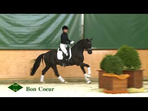 Bon Coeur - Gestüt W.M. Hengste 2016