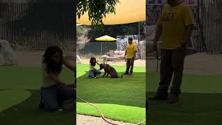 Video preview image #1 Plott Hound-Presa Canario Mix Puppy For Sale in Woodland Hills, CA, USA