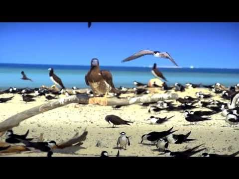 Great Barrier Reef Sailing Cruise with Ocean Spirit