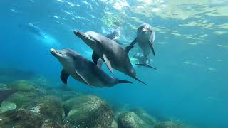 ドルフィンクラブ 三宅島(Dolphin Club Miyakejima)