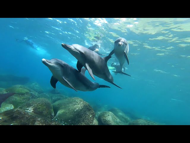 Dolphin Club 三宅島(Dolphin Club Miyakejima)