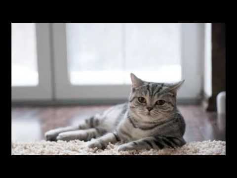 Blood in the Urine in Cats | Cat Care Tips