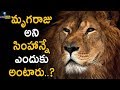 మృగరాజు అని సింహాన్నే ఎందుకు అంటారు Th