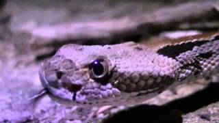 preview picture of video 'Baby Timber Rattlesnake'