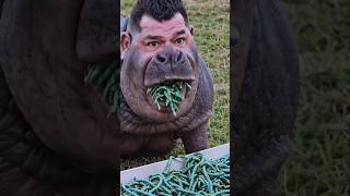 These Animals Evolved Because Of Humans. #facts #animalfacts #wildlife