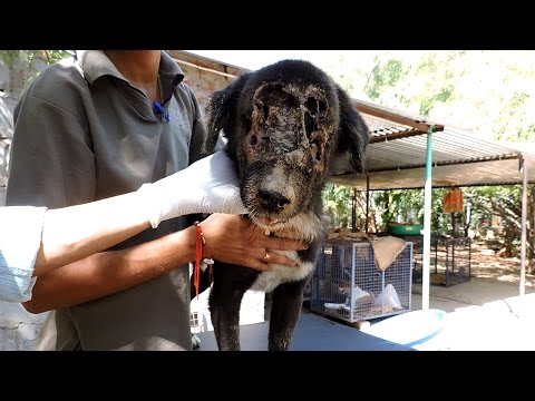 The dog who grew a new face – Kalu’s astounding recovery (graphic)