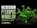 Microsorum pteropus Windelov