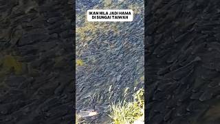 Download lagu PENAMPAKAN IKAN NILA DI SUNGAI TAIWAN #ikan #nila #populasi #faktaunik #faktamenarik mp3