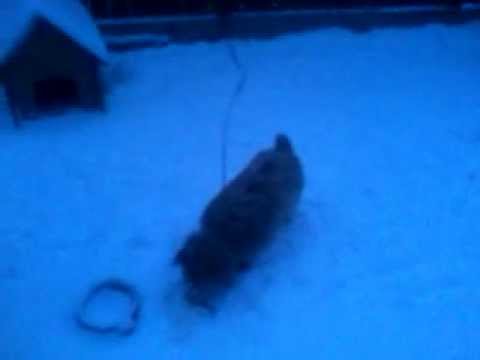 bursuc din vistea de jos