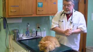 The Pet Vet- Feeding Your Cat, Feline Leukemia, and Lyme Disease